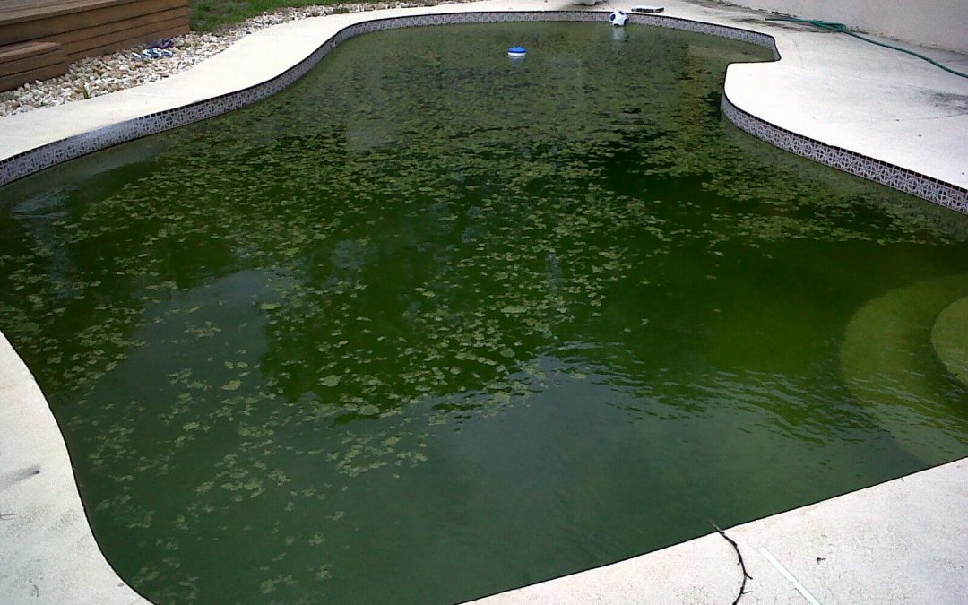 green pool cleanup tips